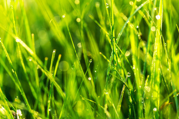 Glitter of dew on the grass in the sun