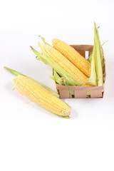 Corn cobs with leaves isolated on white background