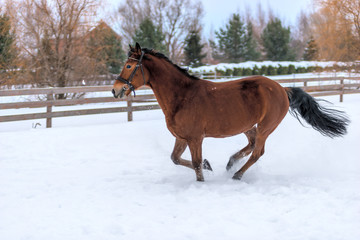 Horizontal photograph of an active thoroughbred horse in the snow