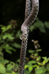 couleuvre à collier 