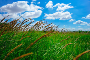 Agricultural land, pastures. Juicy grass on a blue sky with white clouds. Scene of Agriculture
