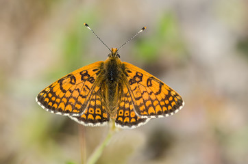 Glanville fritillary (Melitaea cinxia)