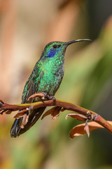 Fototapeta premium Hummingbird(Trochilidae)Flying gems