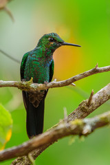 Hummingbird(Trochilidae)Flying gems