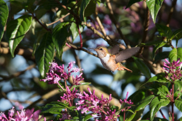 Hummingbird(Trochilidae)Flying gems