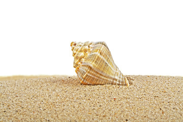 Seashell on sand, white background