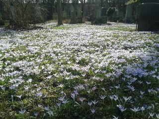 Krokusse auf einer Friedhofswiese in München Glockenbach