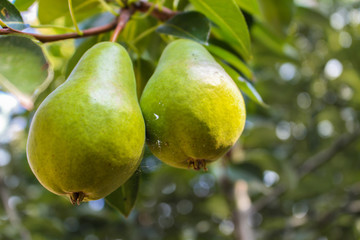 Two green pears in tree