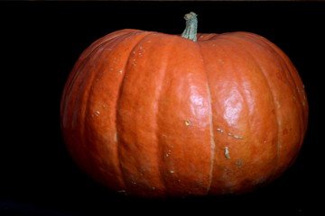 Picturesque bright orange pumpkin close up isolated on black background, halloween is coming, garden autumn harvest