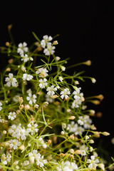 flowers on the black background