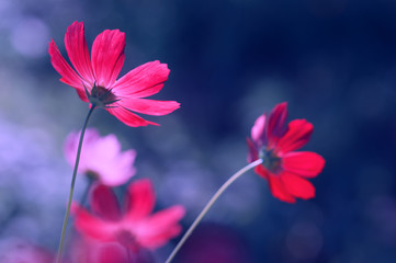 Brightly pink cosmeces on a blue background. Beautiful artistic image of flowers in the open air.