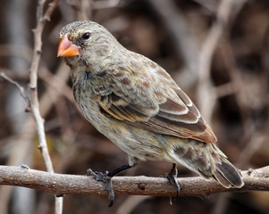 Galapagos Finch