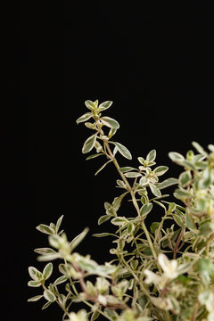 thyme in the pot