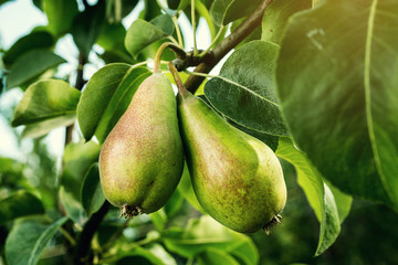 pears on a branch,unripe green pear,Pear tree,Tasty young pear hanging on tree,Summer fruits garden.Crop of pears,Healthy Organic Pears. Juicy flavorful pears of nature background.