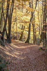 Forest Teutoburger Wald