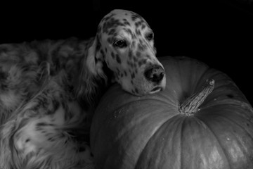 Cute and adorable dog face on huge pumpkin in black and white style