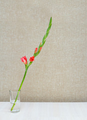 Одна ветка цветущего оранжевого гладиолуса  в стакане...