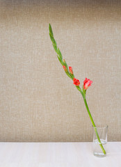 Одна ветка цветущего оранжевого гладиолуса  в стакане...