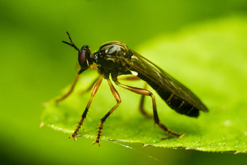 Orange-legged Robberfly - Dioctria oelandica