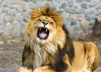 Beautiful Mighty Lion