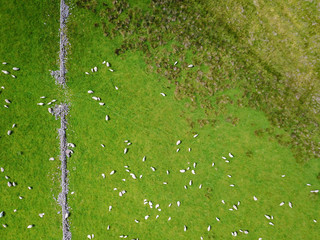 View from above white sheep in green field with stone wall Scotland UK