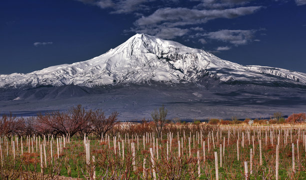 Ararat in the clouds and the vineyard