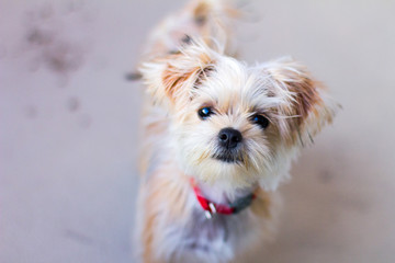 Small Dog