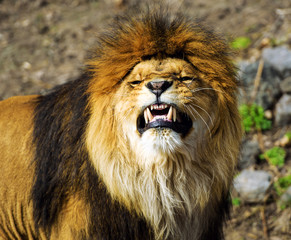 Beautiful Mighty Lion