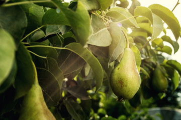 pears on a branch,unripe green pear,Pear tree,Tasty young pear hanging on tree,Summer fruits garden.Crop of pears,Healthy Organic Pears. Juicy flavorful pears of nature background. © bondvit