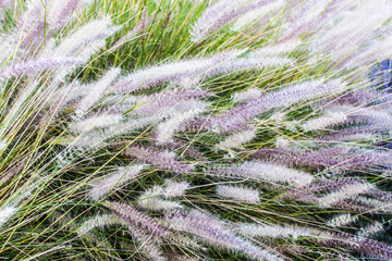 Ears Countryside Detail