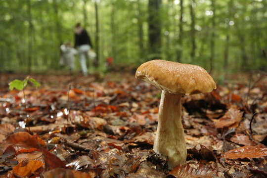 Champignon dans les bois