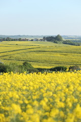 Fototapeta premium Champs de colza