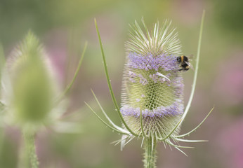 Wilde Karde (Dipsacus fullonum)