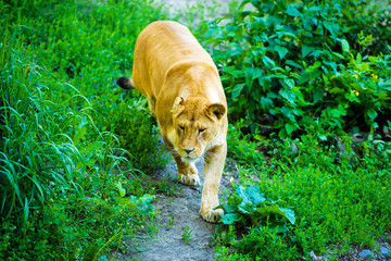 lioness