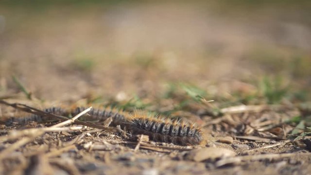Closeup view of smart caterpillars going one by one