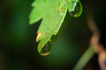 green leaf with water drops after rain