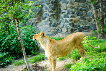 lioness