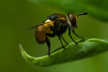 Fly - Gymnosoma clavatum
