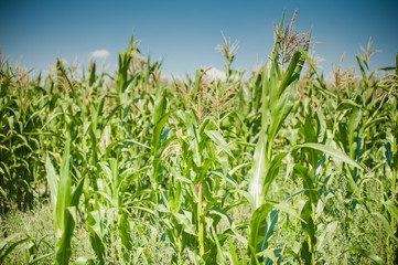 The field of young corn