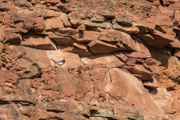 Bachstelze auf rotem Felsen (Helgoland)