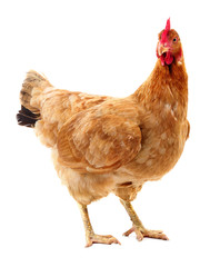 Brown hen isolated.