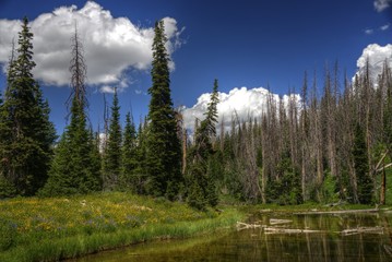 Alpine Pond and Wildflowers at Cedar Breaks National Monument