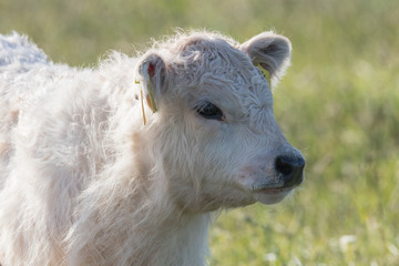 Obraz premium Galloway Rind