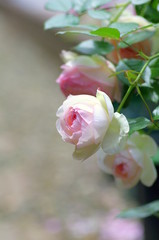 バラ　ピエール・ドゥ・ロンサール　