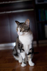 White Gray Black Female Young cat portrait pet world at home