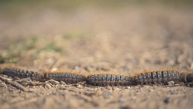 Smart caterpillars going one by one