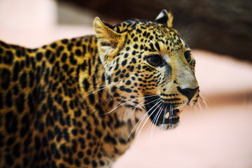 leopard