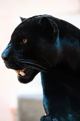 Foto op Plexiglas black Panther © The Len