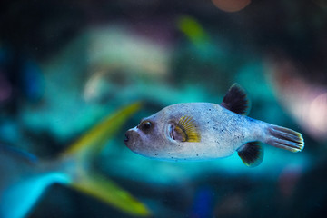 puffer fish