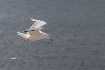 Fototapeta na wymiar Silbermöwe im Flug an der Nordsee